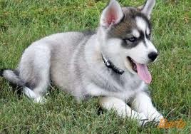 husky2