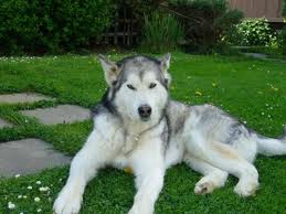 husky3