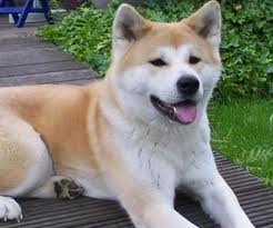 akita1