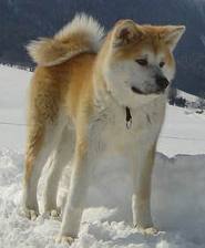 akita3